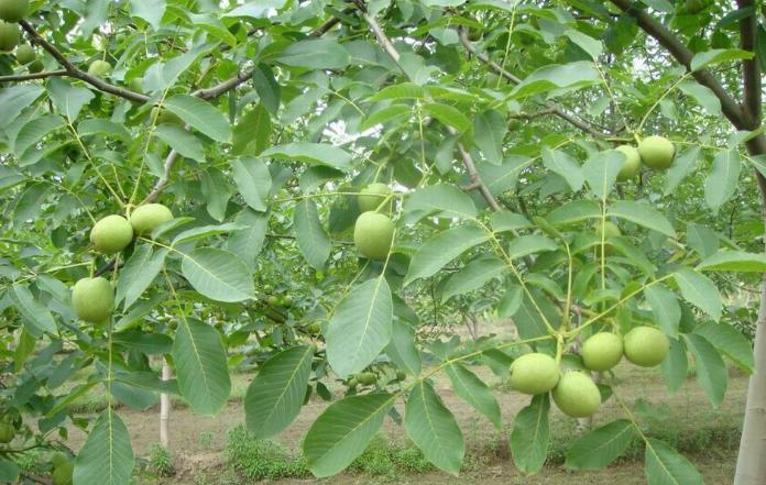 Walnut chinese seeds